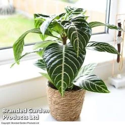 Aphelandra Squarrosa -plant APHE SQUARROSA T39562