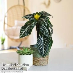 Aphelandra Squarrosa -plant APHE SQUARROSA T41681