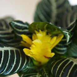 Aphelandra Squarrosa -plant APHE SQUARROSA T41684