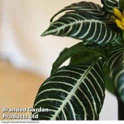 Aphelandra Squarrosa -plant APHE SQUARROSA T41685