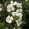 Arabis Caucasica 'Pixie Cream'
