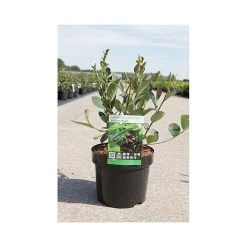 Aronia X Prunifolia 'Autumn Magic' -plant ARON T66054 A h