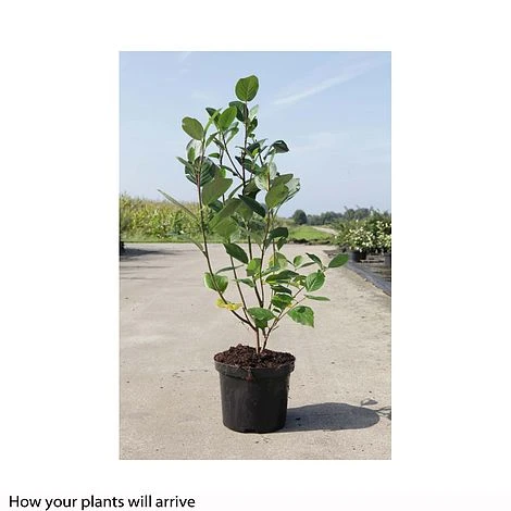 Aronia X Prunifolia 'Viking' 2 Aronia X Prunifolia 'Viking' - Image 2