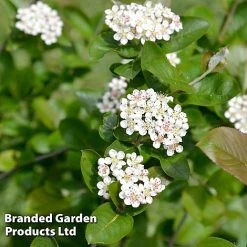 Aronia Melanocarpa 'Professor Ed'