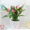 Arum Lily (Pink) (House Plant)