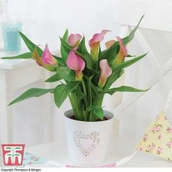 Arum Lily (Pink) (House Plant)