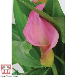 Arum Lily (Pink) (House Plant) -plant ARUM TKA2961 C