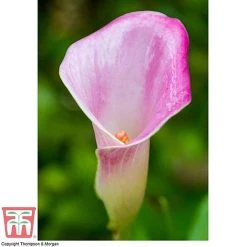 Arum Lily (Pink) (House Plant) -plant ARUM TKA2961 D