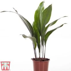 Aspidistra Elatior 10 Aspidistra Elatior -plant ASPI TKA2850 A