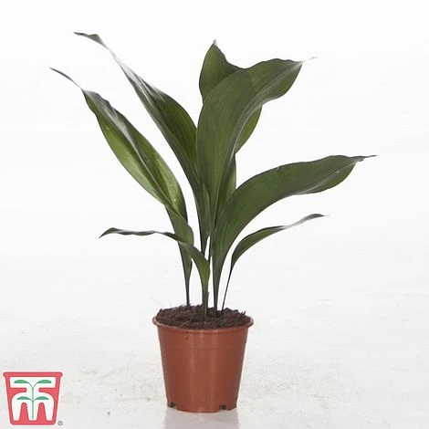 Aspidistra Elatior 4 Aspidistra Elatior - Image 4