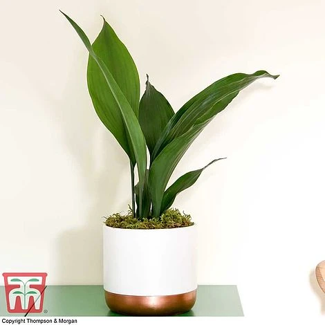 Aspidistra Elatior 5 Aspidistra Elatior - Image 5