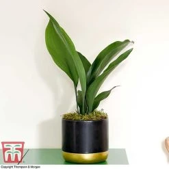 Aspidistra Elatior 13 Aspidistra Elatior -plant ASPI TKA2850 H