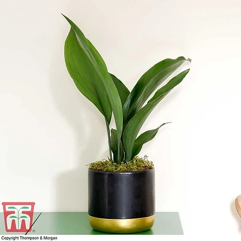 Aspidistra Elatior 6 Aspidistra Elatior - Image 6