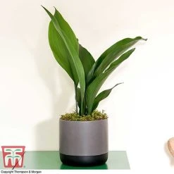 Aspidistra Elatior 14 Aspidistra Elatior -plant ASPI TKA2850 J