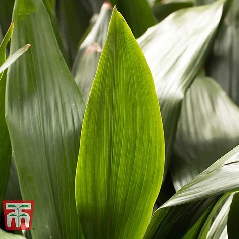 Aspidistra Elatior 8 Aspidistra Elatior - Image 8