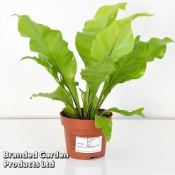 Asplenium Nidus 8 Asplenium Nidus -plant ASPL NIDUS12CM T44485