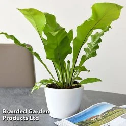 Asplenium Nidus 7 Asplenium Nidus -plant ASPL NIDUS T44490