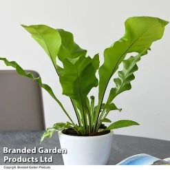 De-humidifying House Plant Collection -plant ASPL NIDUS T44491