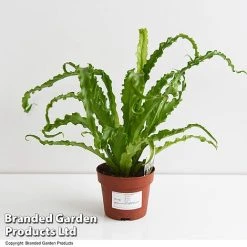 Asplenium Antiquum 'Osaka' -plant ASPL OSAKA12CM T47342
