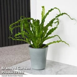 Asplenium Antiquum 'Osaka'