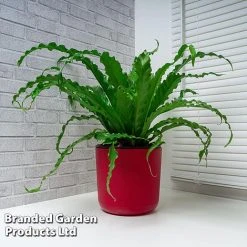 Asplenium Antiquum 'Osaka' -plant ASPL OSAKA WKF1159