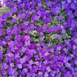 Aubrieta 'Dr. Mules Variegata' -plant AUBR T58326 D