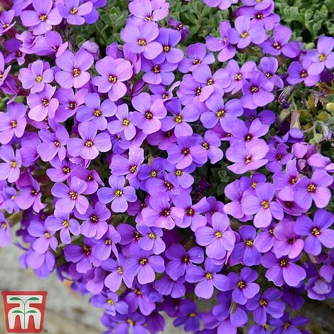 Aubrieta 'Cascade Blue' 1 Aubrieta 'Cascade Blue'