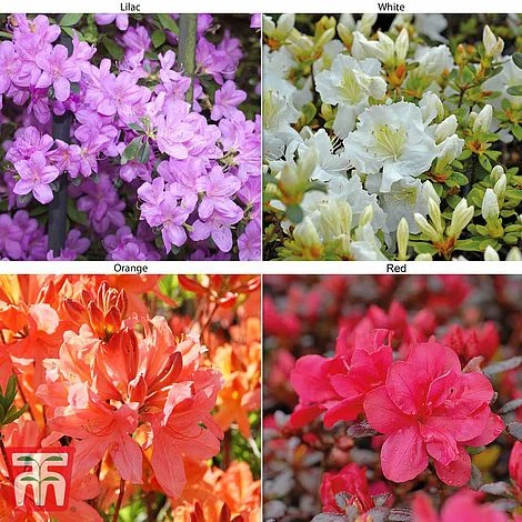 Azalea 'Dwarf Collection' 1 Azalea 'Dwarf Collection'