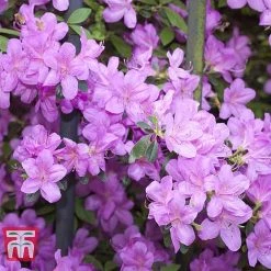 Azalea 'Dwarf Collection' 8 Azalea 'Dwarf Collection' -plant AZAL 51902 F