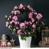 Azalea Hoop 'Light Pink'- Gift