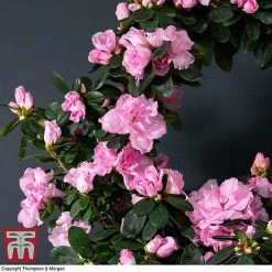 Azalea Hoop 'Light Pink'- Gift -plant AZAL WGKB7094 B1