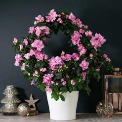 Azalea Hoop 'Light Pink'- Gift -plant AZAL WGKB7094 NOW1