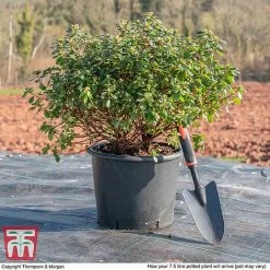 Rhododendron 'Rustica Hybrid Red' (Azalea Group) -plant AZAL WKB9204 L