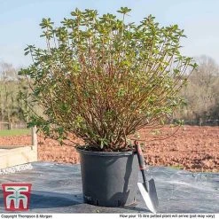 Rhododendron 'Rustica Hybrid Red' (Azalea Group) -plant AZAL WKB9204 M