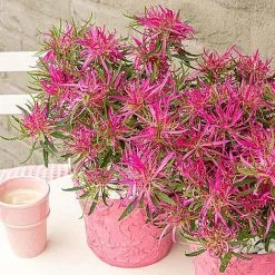 Azalea 'Starstyle Pink' 12 Azalea 'Starstyle Pink' -plant AZAL WKC8105 NOW2