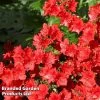 Azalea 'Japanese Red'