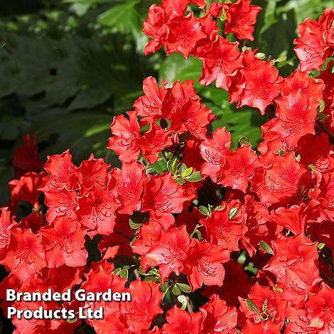 Azalea 'Japanese Red' 1 Azalea 'Japanese Red'