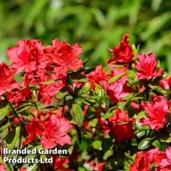 Azalea 'Japanese Red' 12 Azalea 'Japanese Red' -plant AZAL JAPANRED L46444