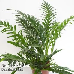 Aglaomorpha Coronans 8 Aglaomorpha Coronans -plant Aglaomorpha coronans WKF1158