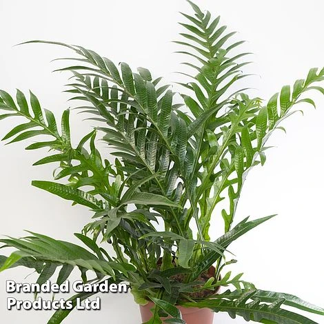 Aglaomorpha Coronans 4 Aglaomorpha Coronans - Image 4