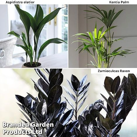 Almost Unkillable Houseplant Mixed Pot Collection 3 Almost Unkillable Houseplant Mixed Pot Collection - Image 3