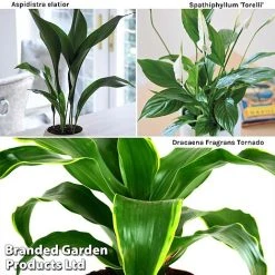 Almost Unkillable Houseplant Collection 9 Almost Unkillable Houseplant Collection -plant Almost20Unkillable20House20Plant20Collection WKF1101