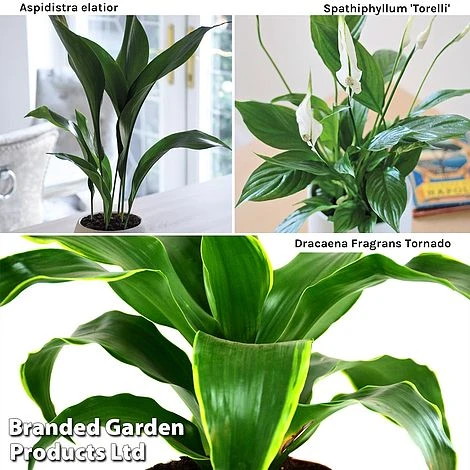 Almost Unkillable Houseplant Collection 3 Almost Unkillable Houseplant Collection - Image 3