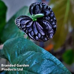 Anthurium 'Black Love' 10 Anthurium 'Black Love' -plant AnthuriumBlackLove WKF1184
