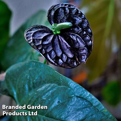 Anthurium 'Black Love' 5 Anthurium 'Black Love' - Image 5