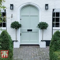 Laurus Nobilis (Standard) -plant BAYT T44505 B