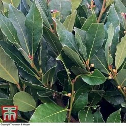 Laurus Nobilis (Standard) -plant BAYT T44505 D