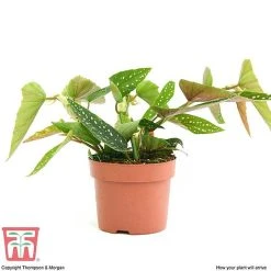 Begonia Maculata -plant BEG WKB2725 B