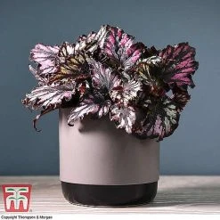 Begonia Rex Trio - Gift -plant BEG WKB4890 A11