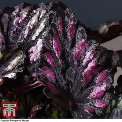 Begonia Rex Trio - Gift -plant BEG WKB4890 B11